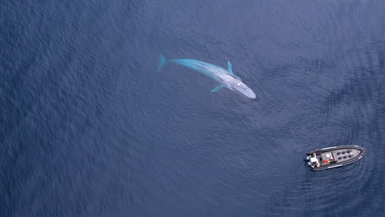 The world's Largest animal, Blue Whale, swims under a boat off of the Southern California Coastline in Dana Point