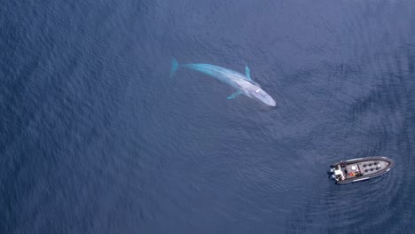 The-world's-Largest-animal,-Blue-Whale,-swims-under-a-boat-off-of-the-Southern-California-Coastline-in-Dana-Point