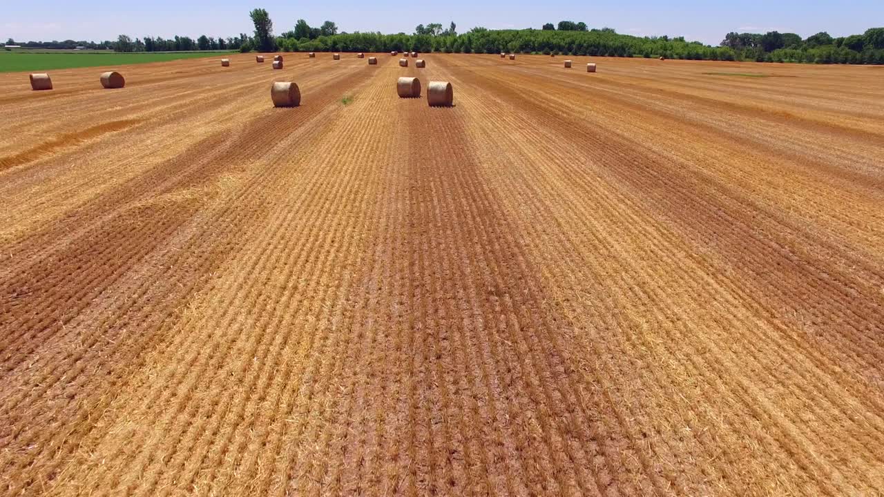 Many Round Bails of Hay in Vast Farm Field