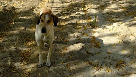 stray dog in garden