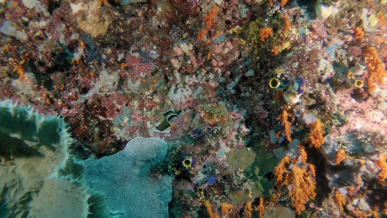 Platelminta colorato che si stacca da una spugna, nuotando con cautela e posandosi su una parete corallina