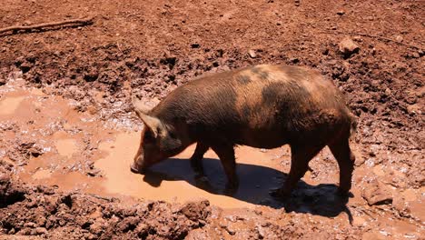 a pig walks and wallows in muddy terrain.