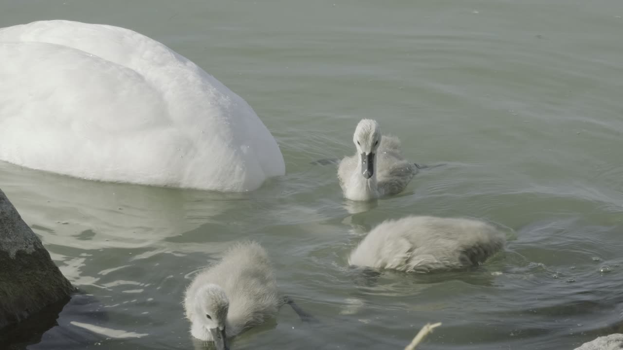 작은 오리들은 물속에서 어머니와 같은 일을 합니다.
