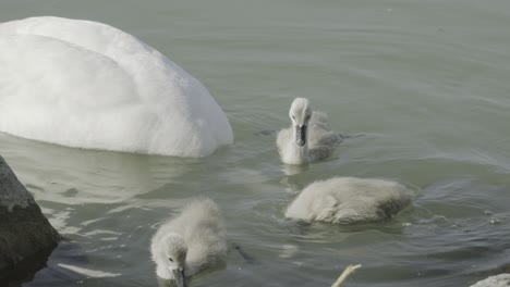 little ducks doing the same thing as their mother in the water