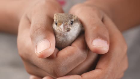 una mano de pájaro gorrión de cerca