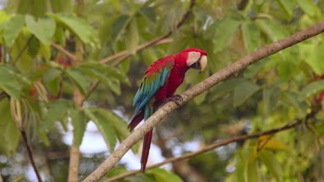 massive green winged flies from one branch to another in the tree top of the rain forest
