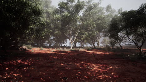 la naturaleza, la sinfonía, el tapiz de las tierras, revelado en un bosque de eucaliptos.