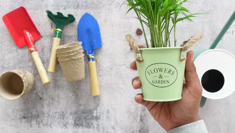 gardening tools and small plant in a pot
