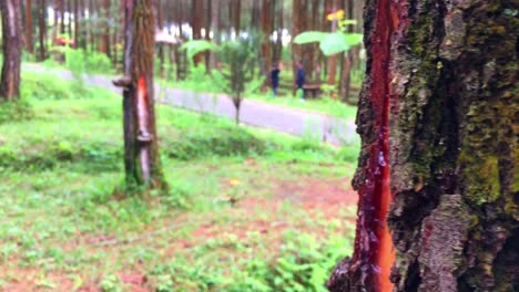 transition of pine tree bark to landscape of pine forest