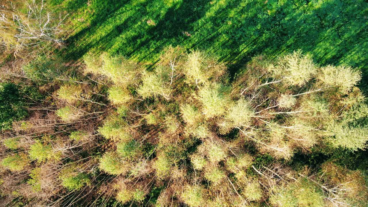 Aerial View Above Road in Forest in Fall