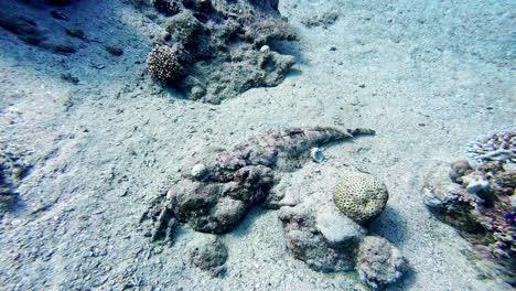 fish hiding in sand on bottom of tropical ocean, divers view