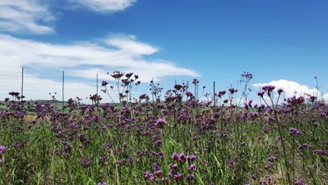 tall purple periwinkle flowers slowly swaying and moving as the wind blows side to side, very calming and peaceful nature scene