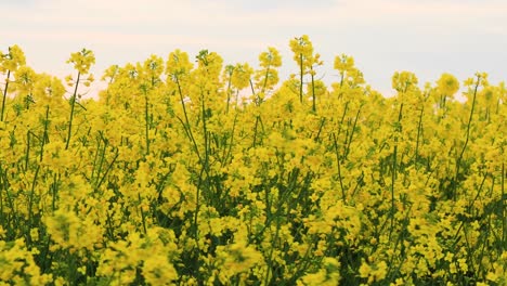 blooming rapeseed field. valuable agricultural culture