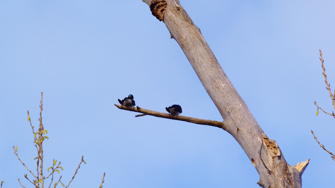 This springtime slow motion clip showcases purple martins defying gravity.