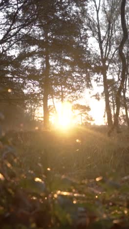 sunset in the forest