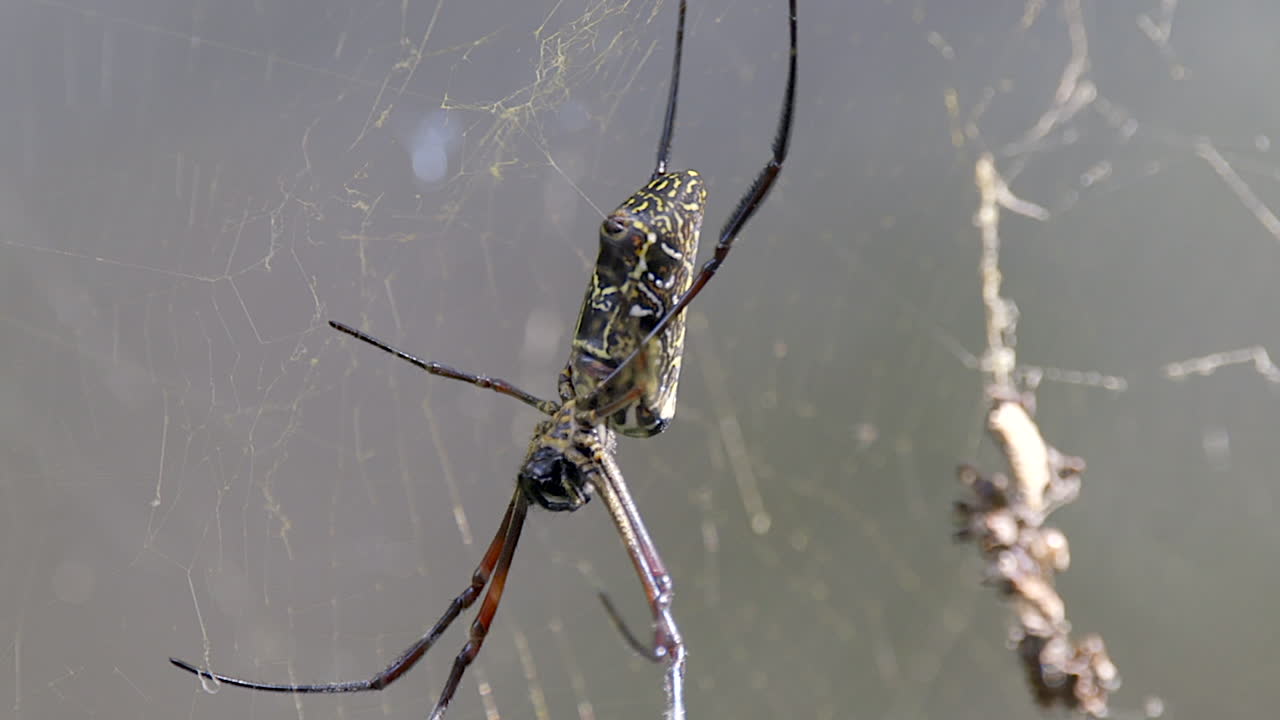 큰 황금색 구 웹 거미는 꾸준하고 다음 희생자를 기다리고 있습니다.