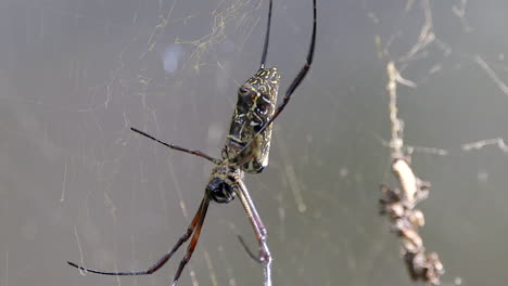 Una-Gran-Araña-De-Tela-Orbe-Dorada-Estable-Y-Esperando-A-Su-Próxima-Víctima---Cerrar