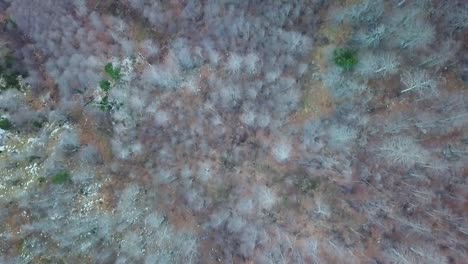 vista aérea de los árboles durante la temporada de otoño en las montañas caminatas entre valbone y theth albania