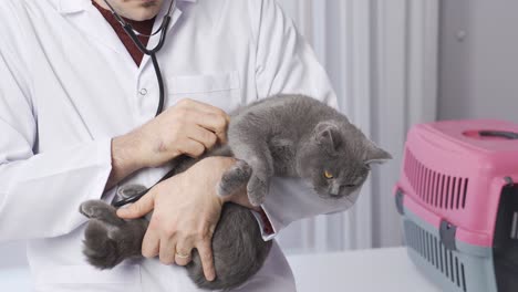 veterinarian listening to cat with stethoscope.