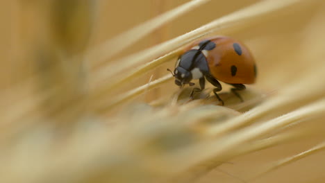 fotografía en primer plano de una mariquita o mariquita de siete puntos con una lente macro