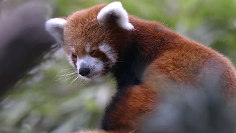 Süßer-Roter-Panda,-Der-Benommen-Aussieht