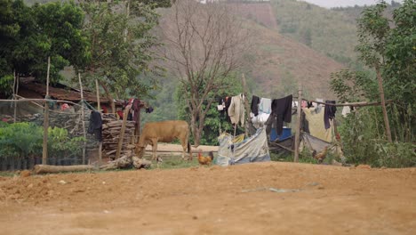 rural village scene with cow and laundry