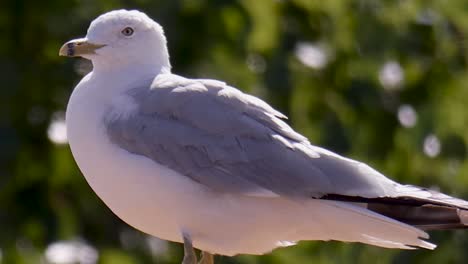 primer plano de una gaviota frente a árboles verdes