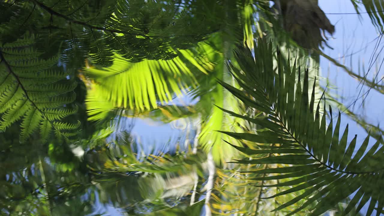 листья папоротника отражаются в воде в австралийском зоопарке