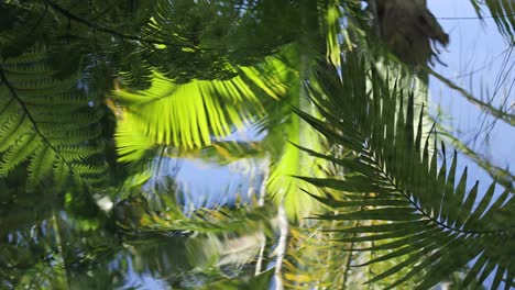 hojas de helecho reflejadas en el agua en el zoológico de australia
