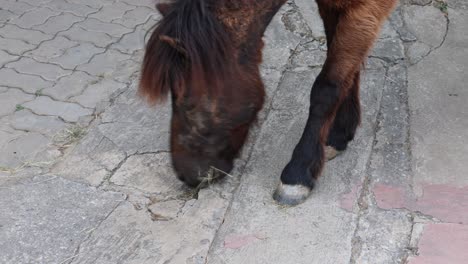 un pequeño pony comiendo y caminando por una calle