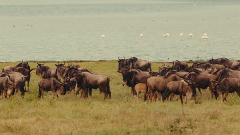 wildebeest herd at the lake