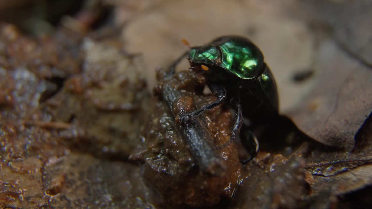 Dung Beetle Pausing on Dung Ball While Moving Orange Antennae
