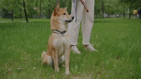 shiba inu dog on a walk in a park