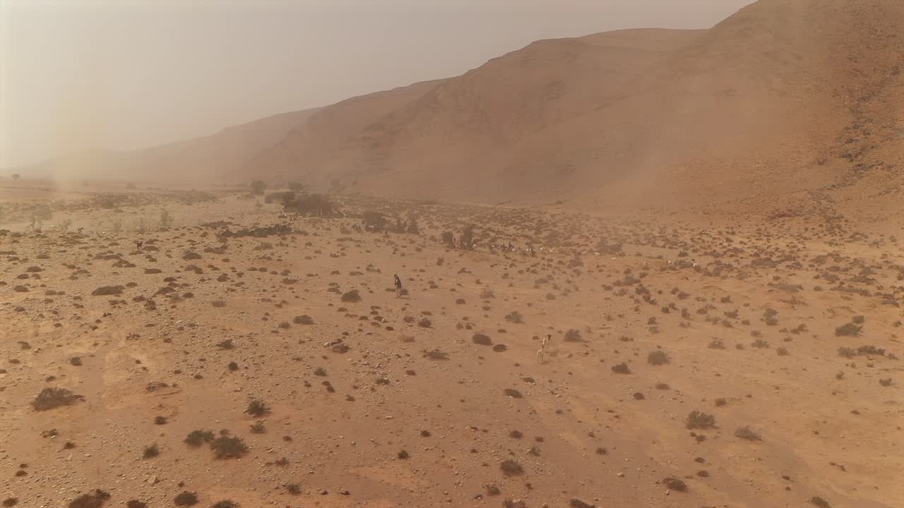 Wide aerial view of shepherd herding goats through powerful desert sandstorm with low visibility in the arid Tan-Tan region of Morocco