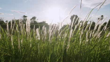 grass flowers blown in the wind and sunlight in nature is beautiful and soft