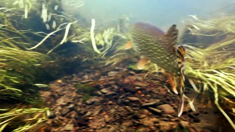 hechte schwimmen weg