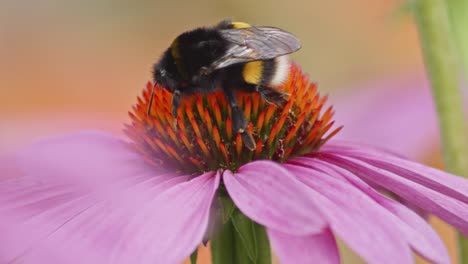 un macro de primer plano de un abejorro en una flor de cono púrpura en busca de néctar