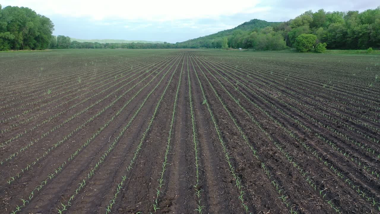 campo de maíz recién plantado