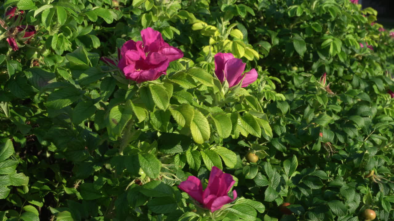 escaramujo al viento. sol de la tarde