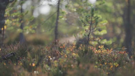 The-vibrant-tapestry-of-autumn-undergrowth-as-a-resilient-pine-tree-sapling-emerges-amidst-a-kaleidoscope-of-colorful-forest-foliage