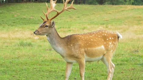 ciervo en barbecho con cuernos grandes comiendo hierba verde exuberante, día soleado, concepto de vida silvestre, tiro de mano de primer plano-1