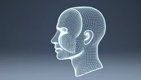 wireframe 3d model of a human head