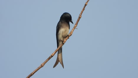 Drongo,-Schöner-Schwanz-Und-Schwarze-Farbe-