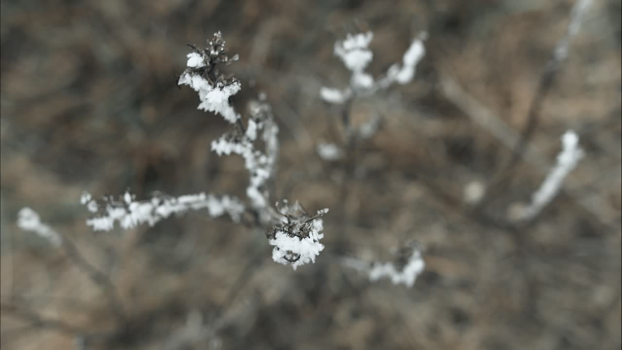 얼어붙은, 얼음으로 인 잔디는 추운 겨울 아침에 영화 속도 느린 동작으로