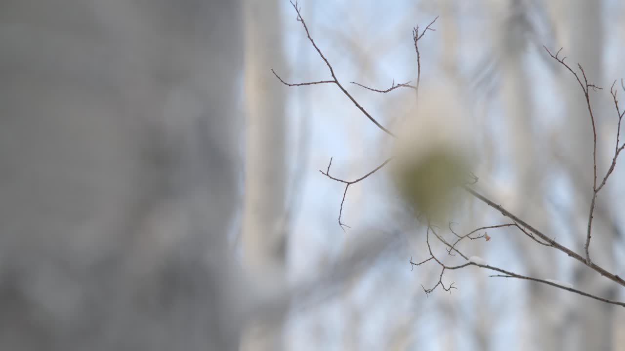 Rack focus to extreme close up of beard moss on tree branch.  Moss covered in snow.