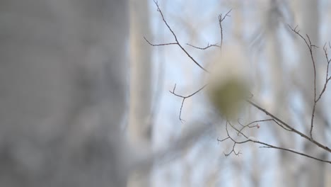 rack focus to extreme close up of beard moss on tree branch.  moss covered in snow.