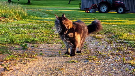 front view of maine coon cat walking on green field during daytime