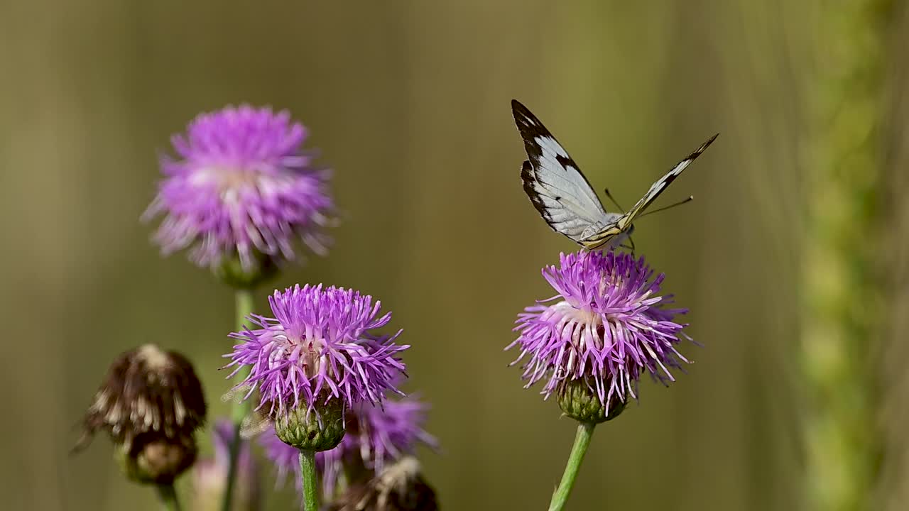 Ali bianche luminose che contrastano splendidamente con i petali viola del cardo mariano