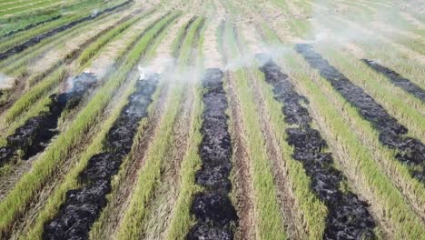 pollution smoke due to burning weeds at rice open field.