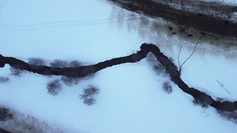 small-stream-winding-through-a-snowy-landscape,-surrounded-by-trees-and-cows-peacefully-grazing